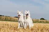 SIBERIAN HUSKY 049